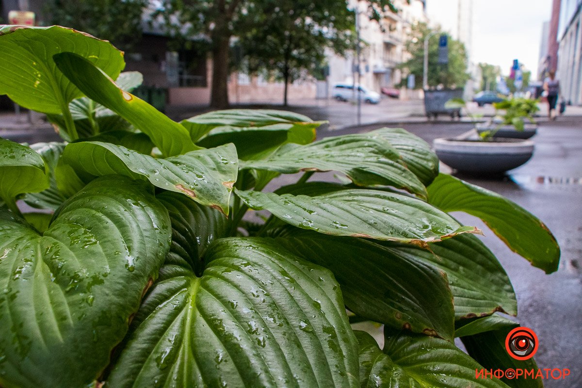 От дождя растут цветы, и он делает улиток счастливыми