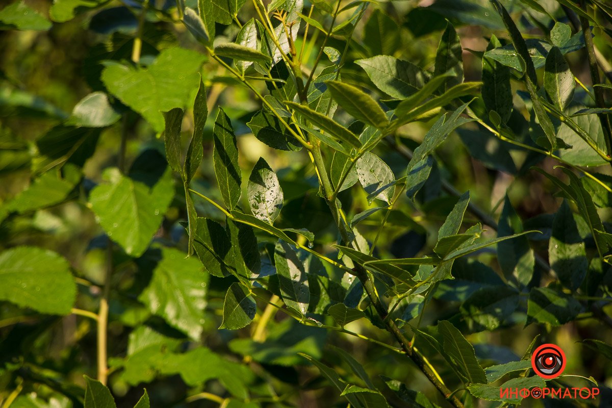 Не смотри на дождь. Смотри на россыпь разноцветных зонтиков