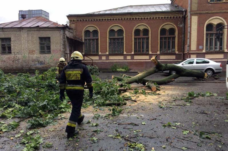 В Днепре на Ярослава Мудрого дерево рухнуло на дорогу, перекрыв движение 2
