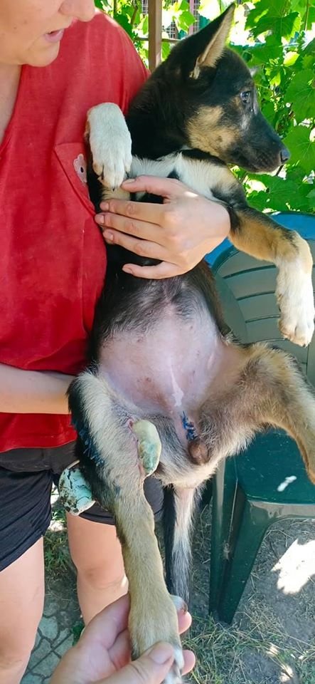 В Днепре на здоровом щенке тренировались оперировать: резали кожу и ломали лапы 1