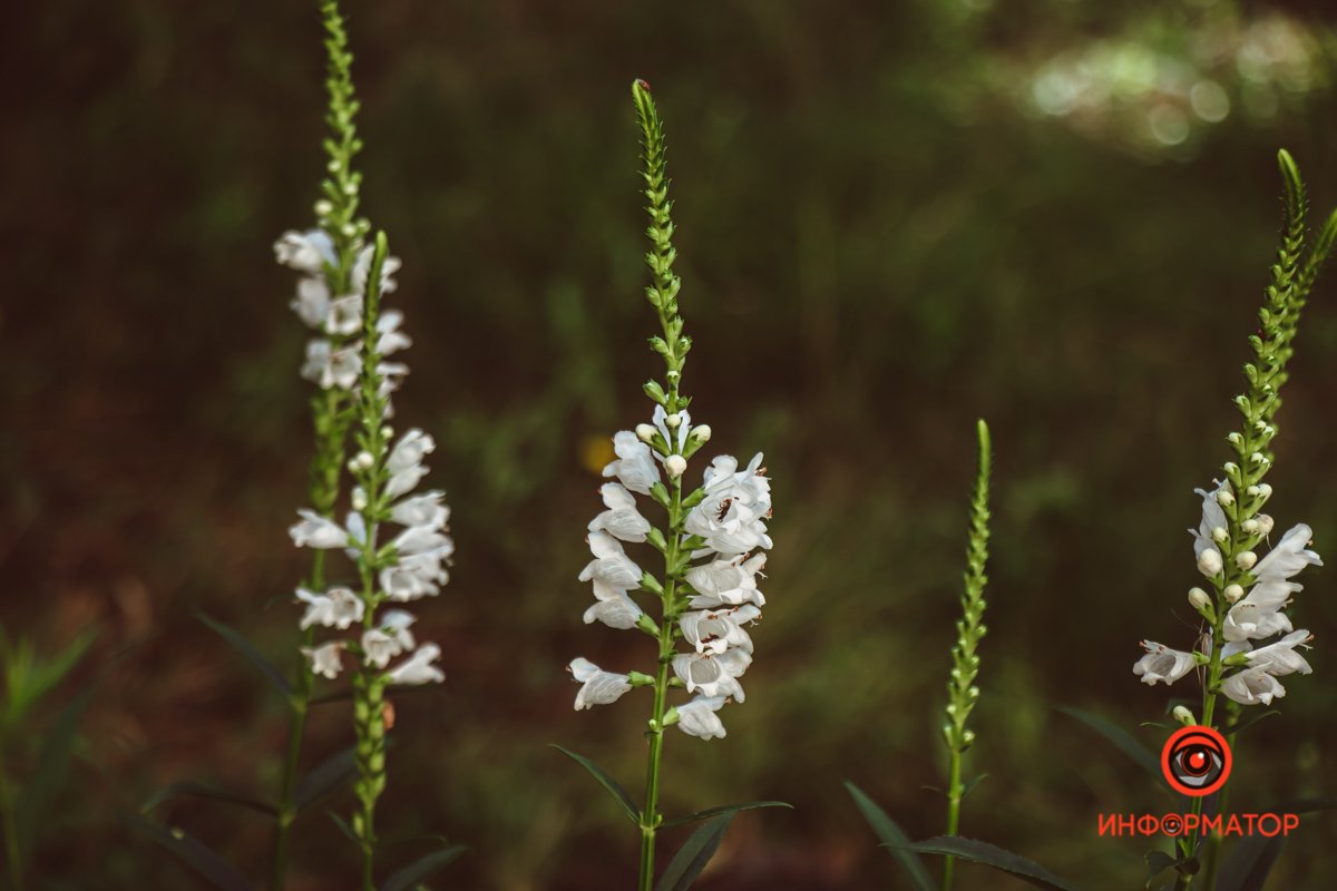 Как в Днепре выглядит Морфологический корпус медакадемии с высоты 2