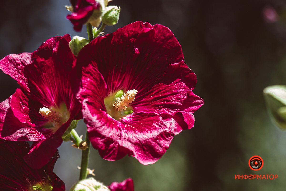 Как в Днепре выглядит Морфологический корпус медакадемии с высоты 5