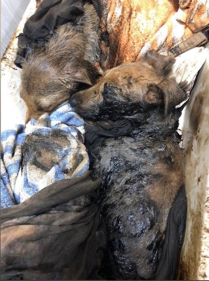 Щенята попали в смолу на стройке
