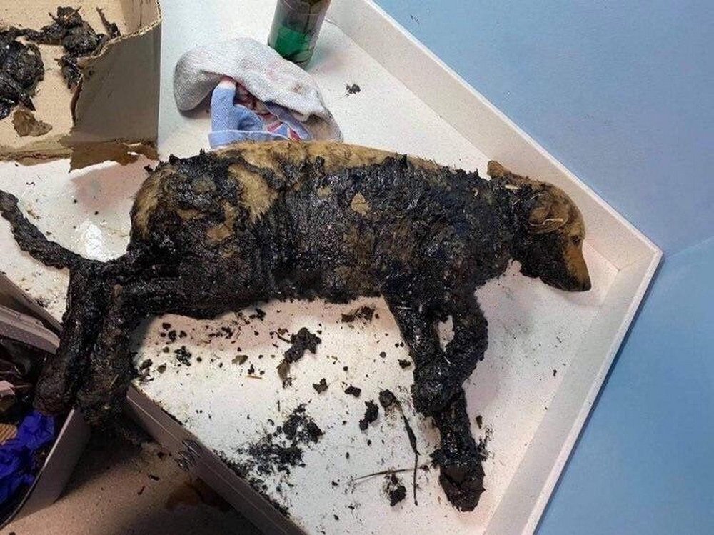 На то, чтобы спасти хвостиков, врачи ветклиники бросили все силы