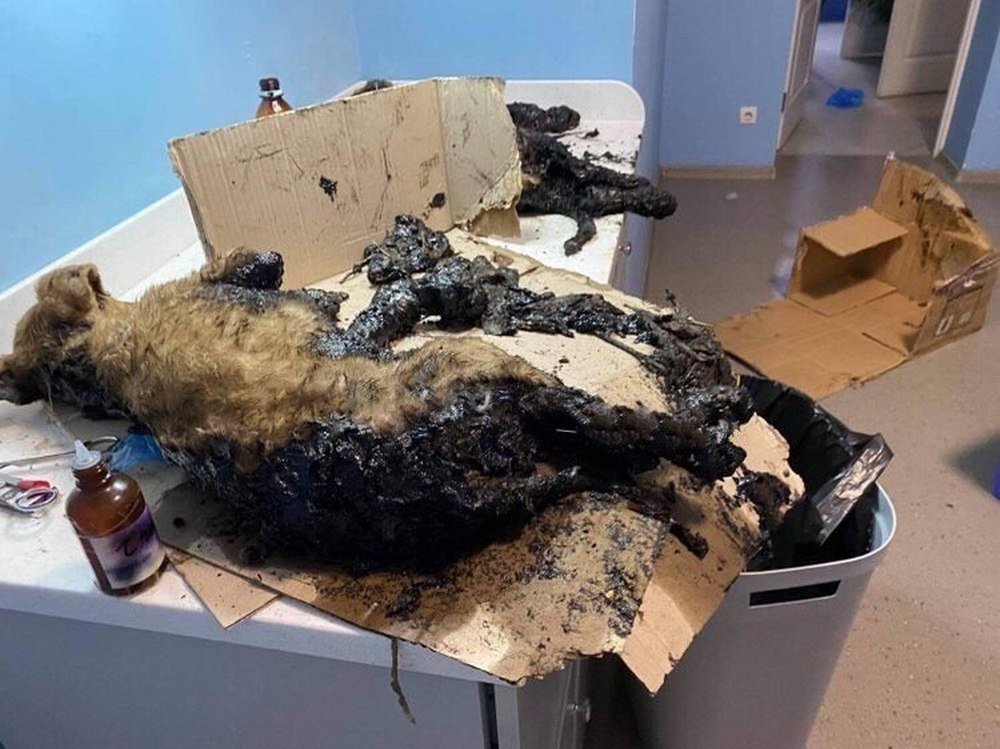 Малыши на грани жизни и смерти