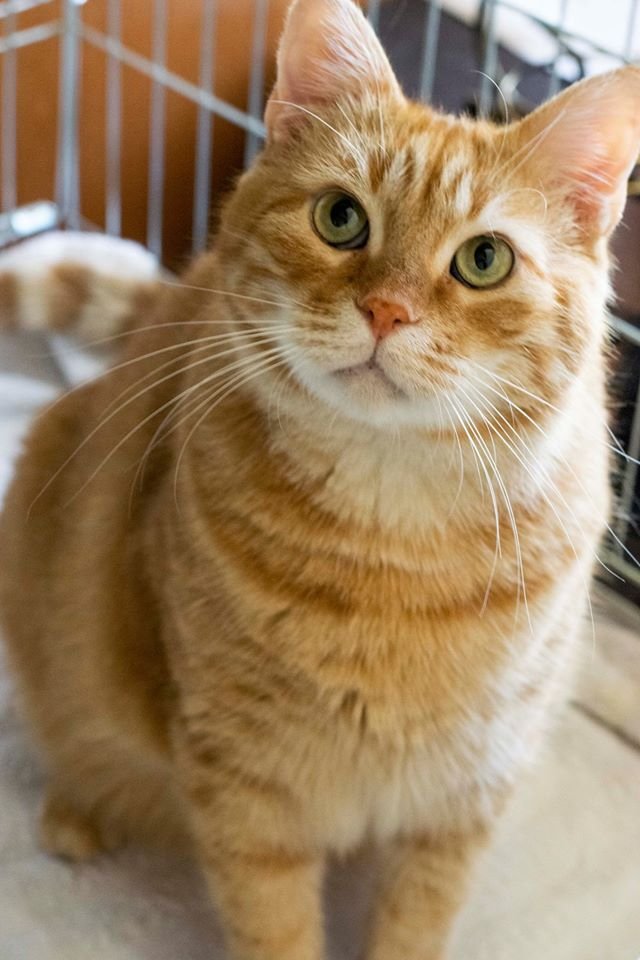 Подарите тепло и любовь: какие животные ищут дом в Днепре 1