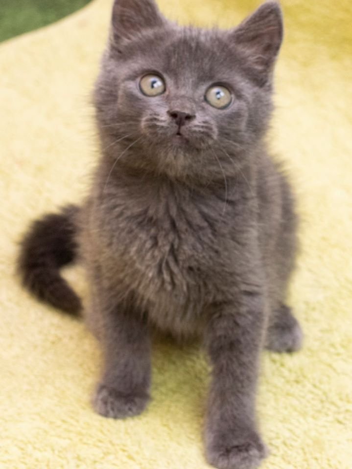 Подарите тепло и любовь: какие животные ищут дом в Днепре 2