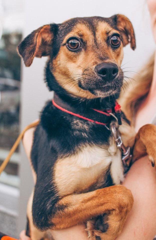 Подарите тепло и любовь: какие животные ищут дом в Днепре 3