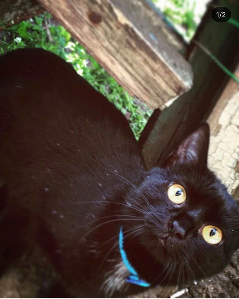 В Днепре пропало много животных: помогите найти 1