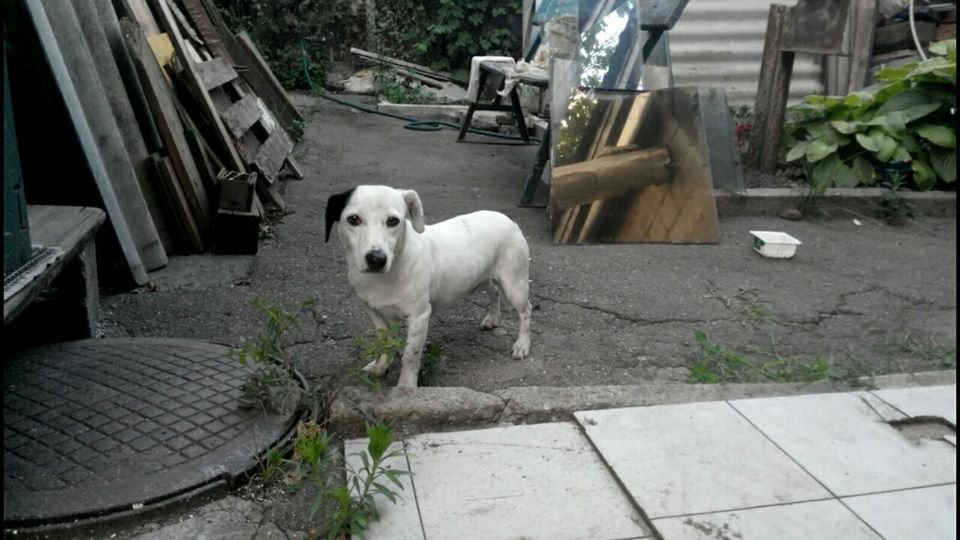 В Днепре пропало много животных: помогите найти 2