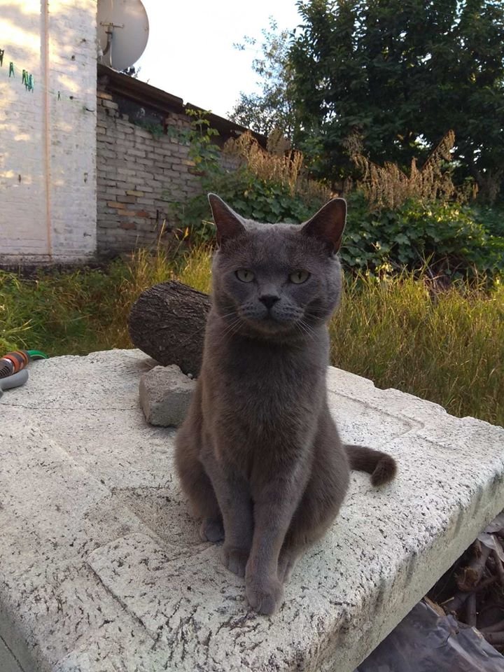 В Днепре пропало много животных: помогите найти 3