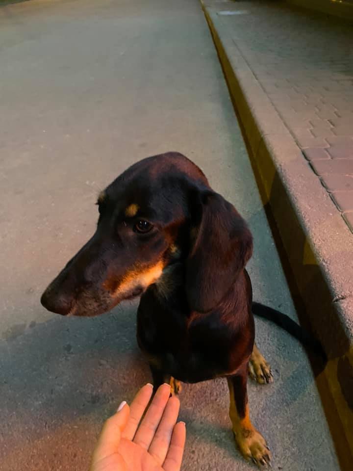 В Днепре пропало много животных: помогите найти 4