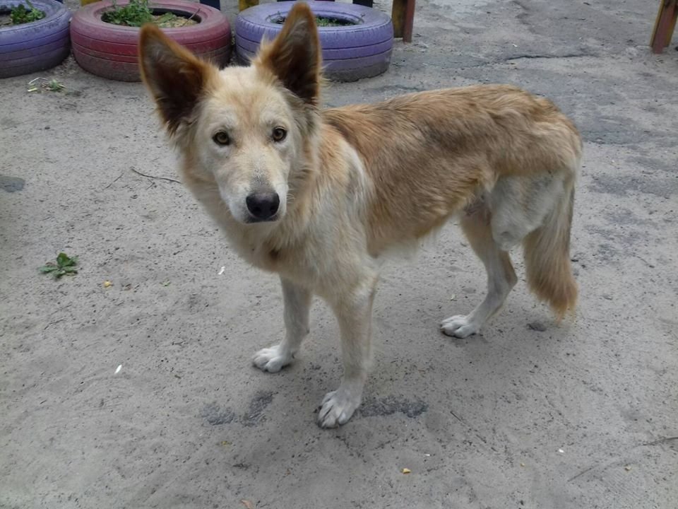 В Днепре пропало много животных: помогите найти 5