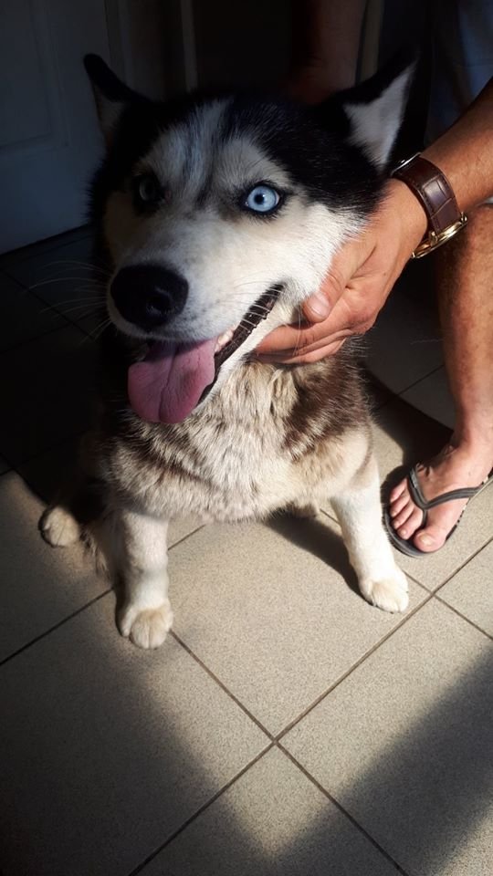 В Днепре пропало много животных: помогите найти 6