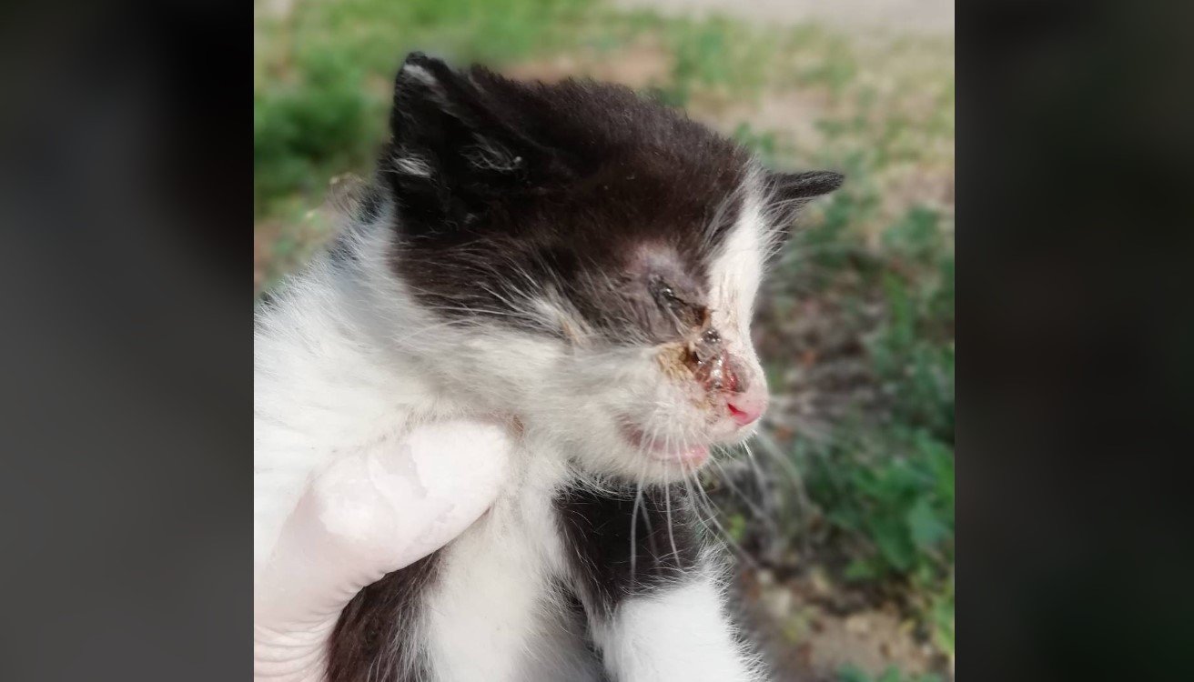 В Днепре спасают котенка