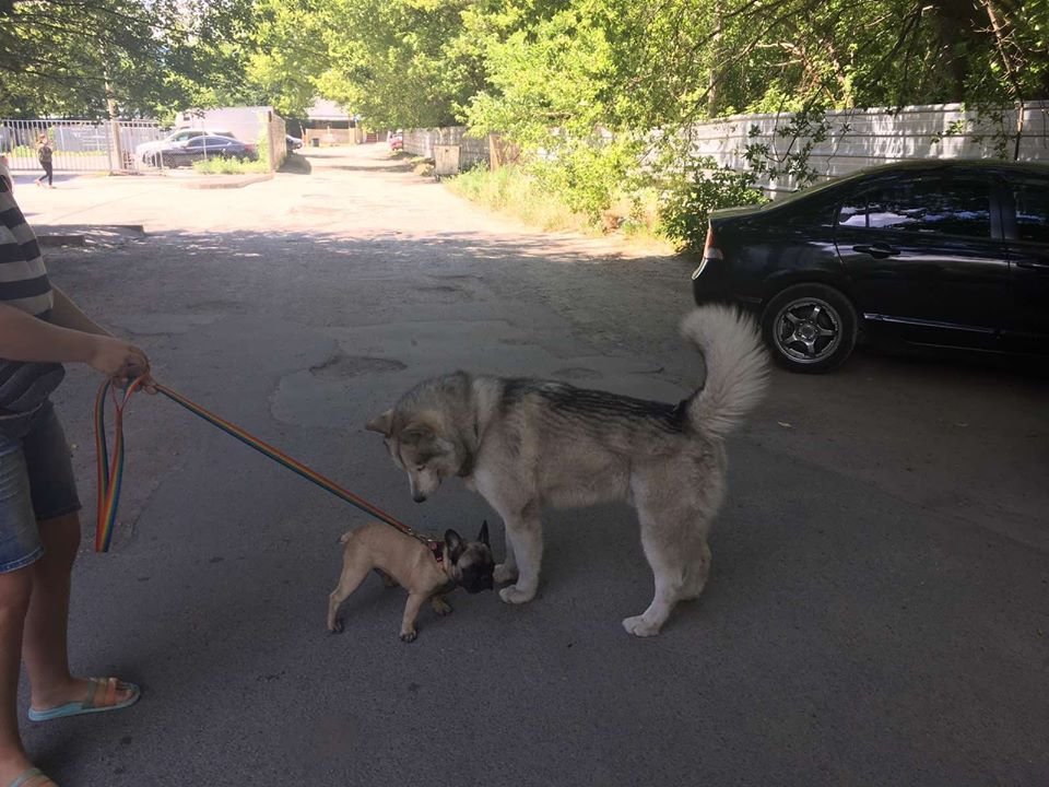В Днепре пропало много животных: помогите найти 4