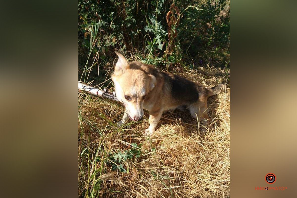 Назвали песика Спайдером Назвали песика Спайдером