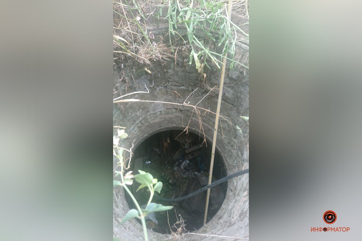 Собака сидела на дне коллектора до тех пор, пока его скулеж не услышали прохожие Собака сидела на дне коллектора до тех пор, пока его скулеж не услышали прохожие