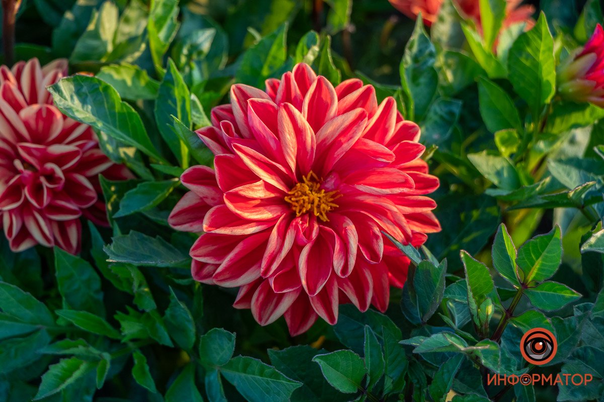 Маленький оазис в царстве раскаленного асфальта