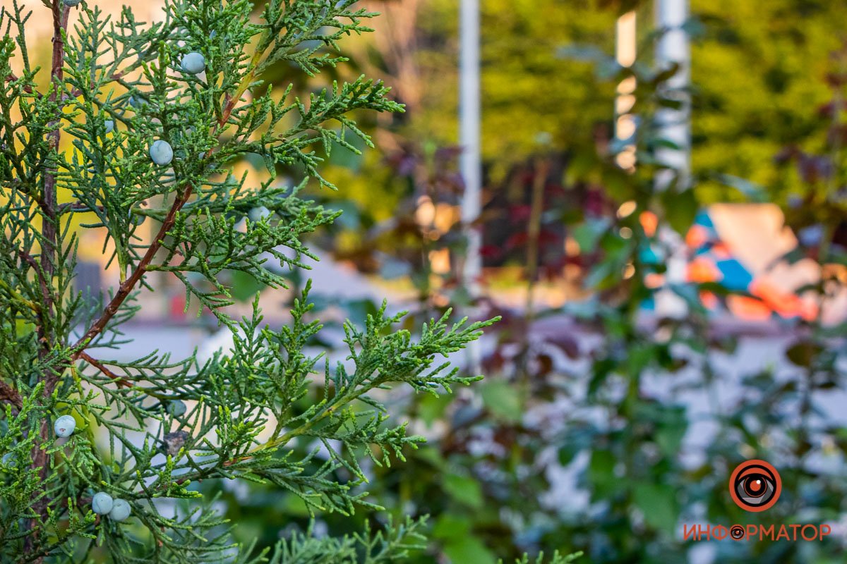 Вечнозеленые