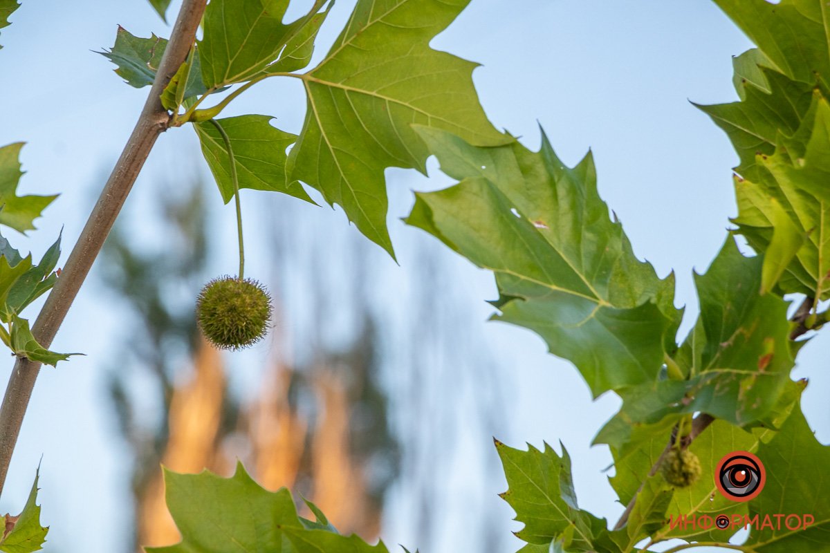 Иногда ходить под деревьями нужно осторожно