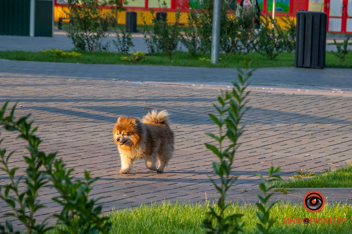 Песику нравится 