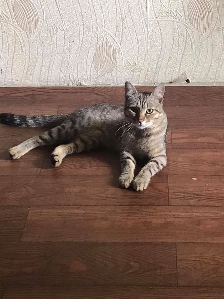 В Днепре пропало много животных: помогите найти 1