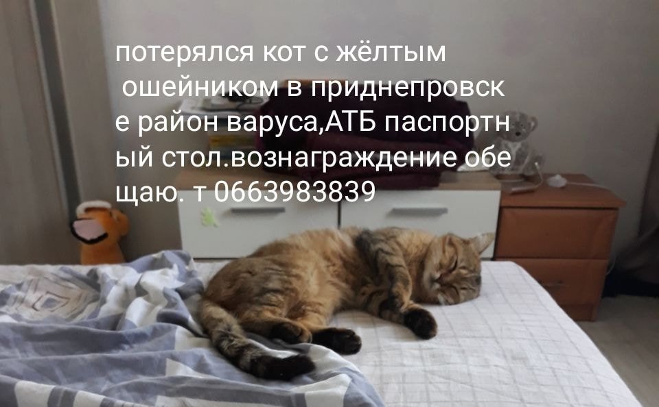 В Днепре пропало много животных: помогите найти 2