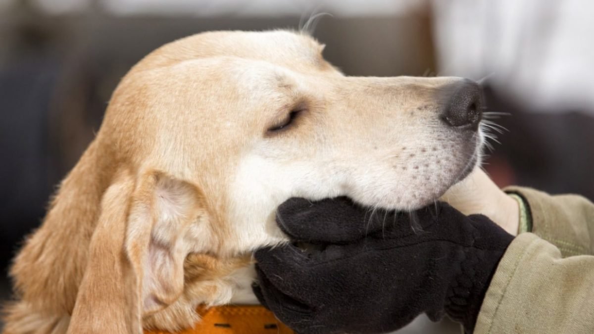 Благотворительность в Днепре: как помочь детям, пенсионерам, ветеранам и зооволонтерам 2