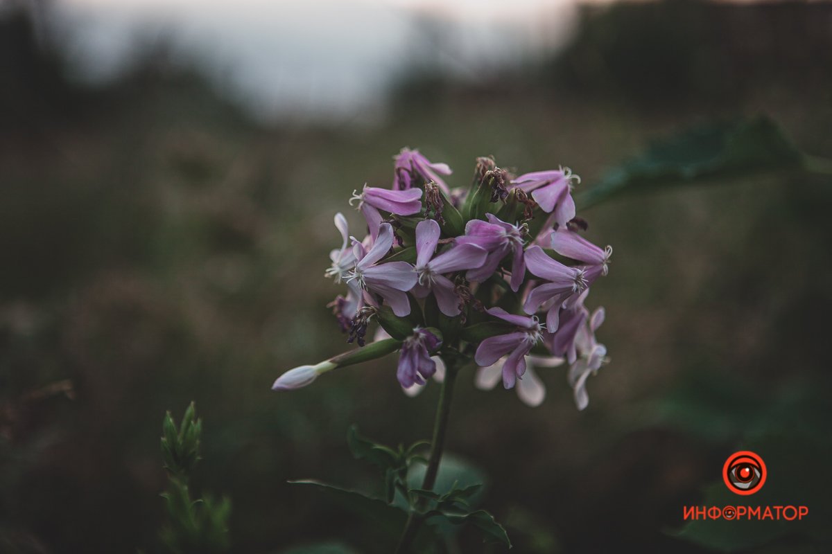 Мать-природа – лучший художник Мать-природа – лучший художник