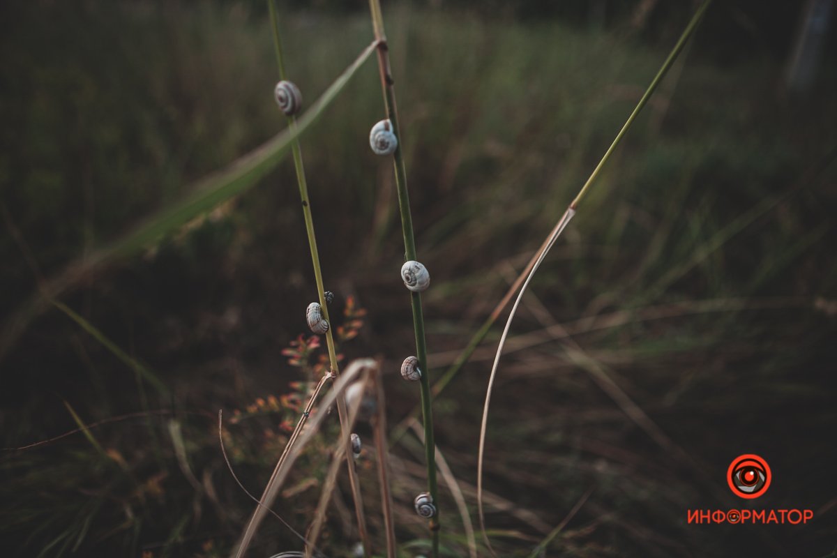 Спешат по своим улиточным делам Спешат по своим улиточным делам