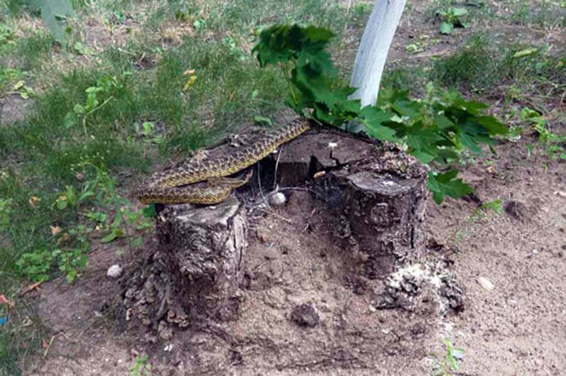 Змею вывезли за город