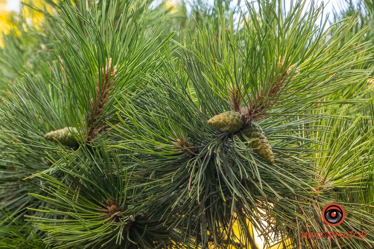 Несмотря на спортивное поле, тренажеры и площадки, гораздо приятнее заниматься в тени деревьев Несмотря на спортивное поле, тренажеры и площадки, гораздо приятнее заниматься в тени деревьев