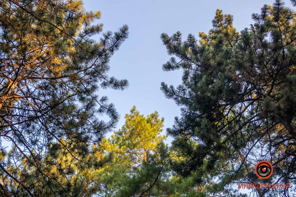 Немного света Немного света