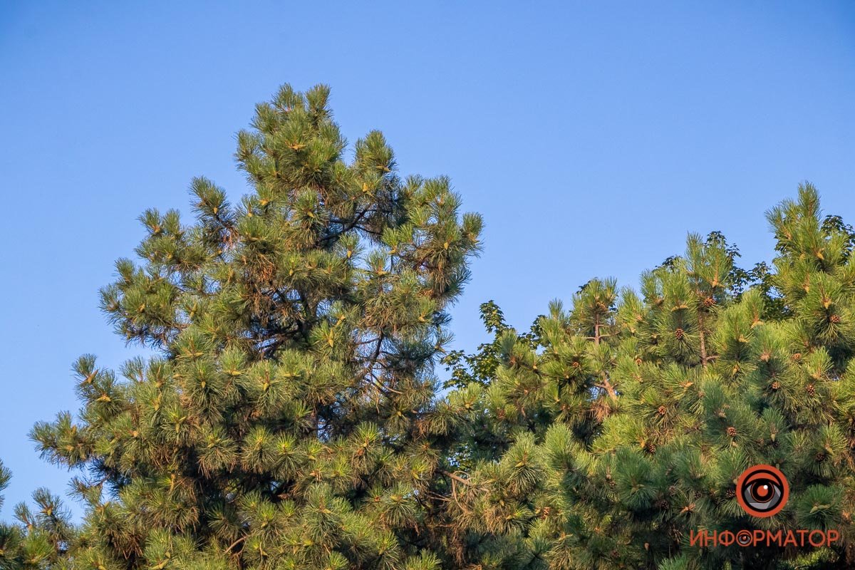 Контраст зашкаливает Контраст зашкаливает