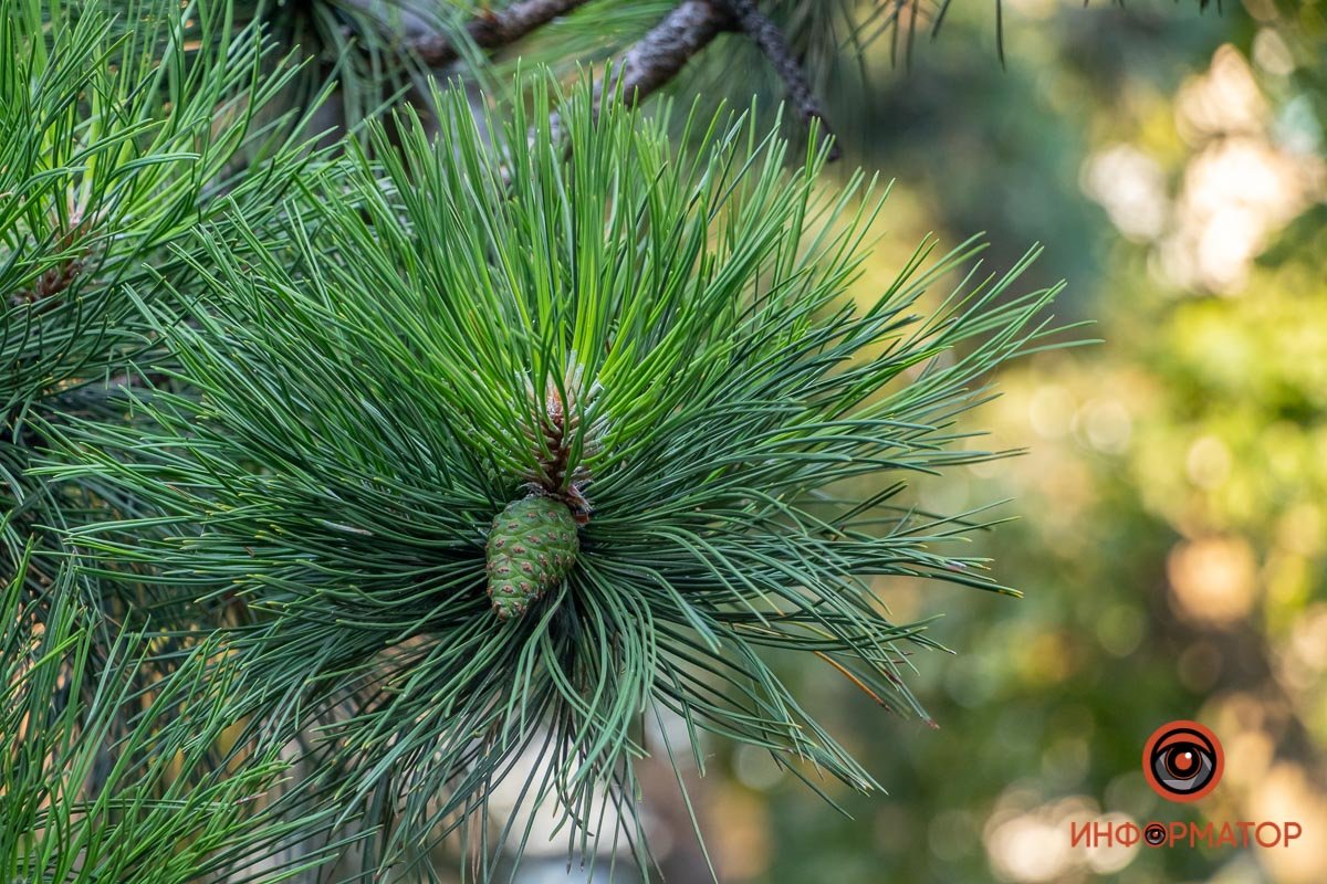 Чувствуется запах хвои Чувствуется запах хвои