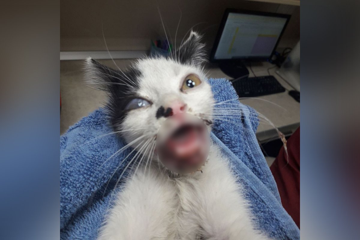 У котенка оторвана нижняя челюсть и подбит глаз У котенка оторвана нижняя челюсть и подбит глаз