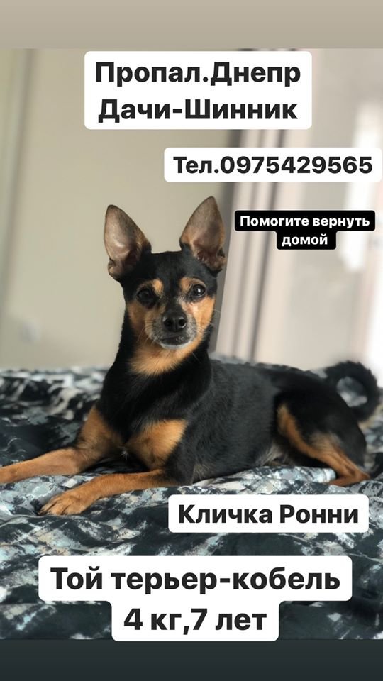 В Днепре пропало много животных: помогите найти 3