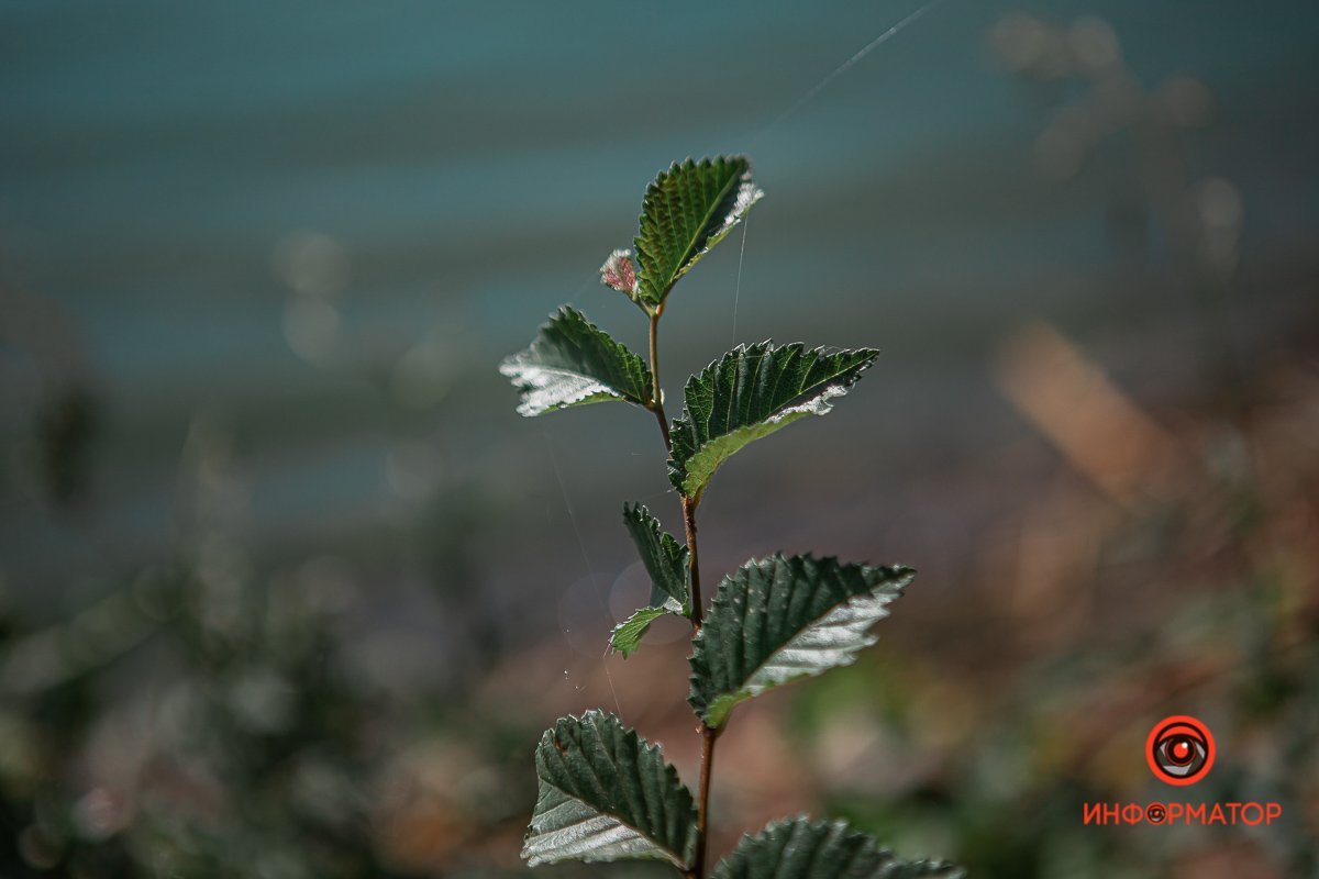 Где в Днепре находилась крепость Ивана Мазепы 6