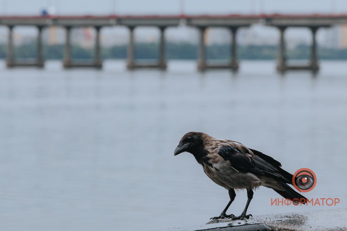 Как выглядит Днепр в последний июльский дождливый день 16