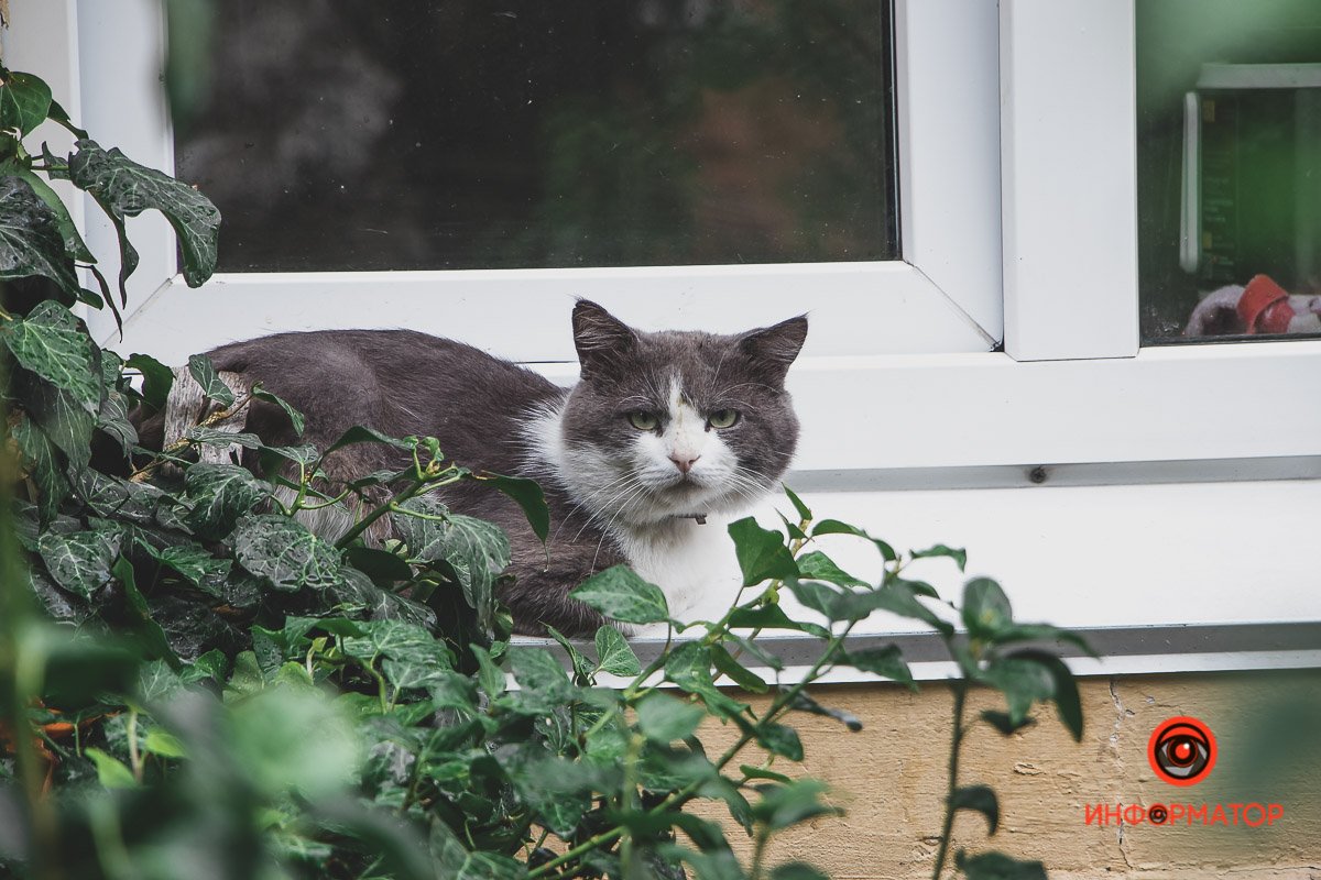 Ненужные игрушки, котики и кормушки: как выглядят старые дворики в Днепре 2