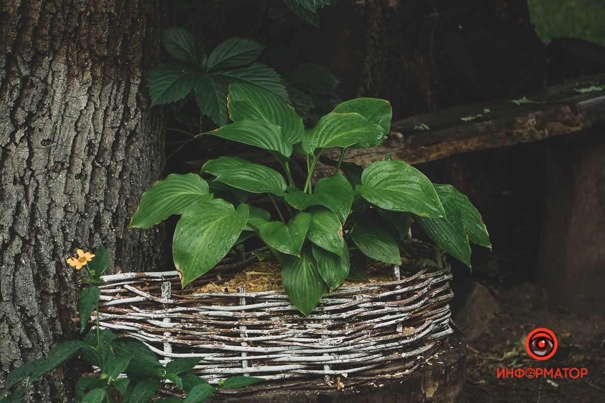 Ненужные игрушки, котики и кормушки: как выглядят старые дворики в Днепре 8