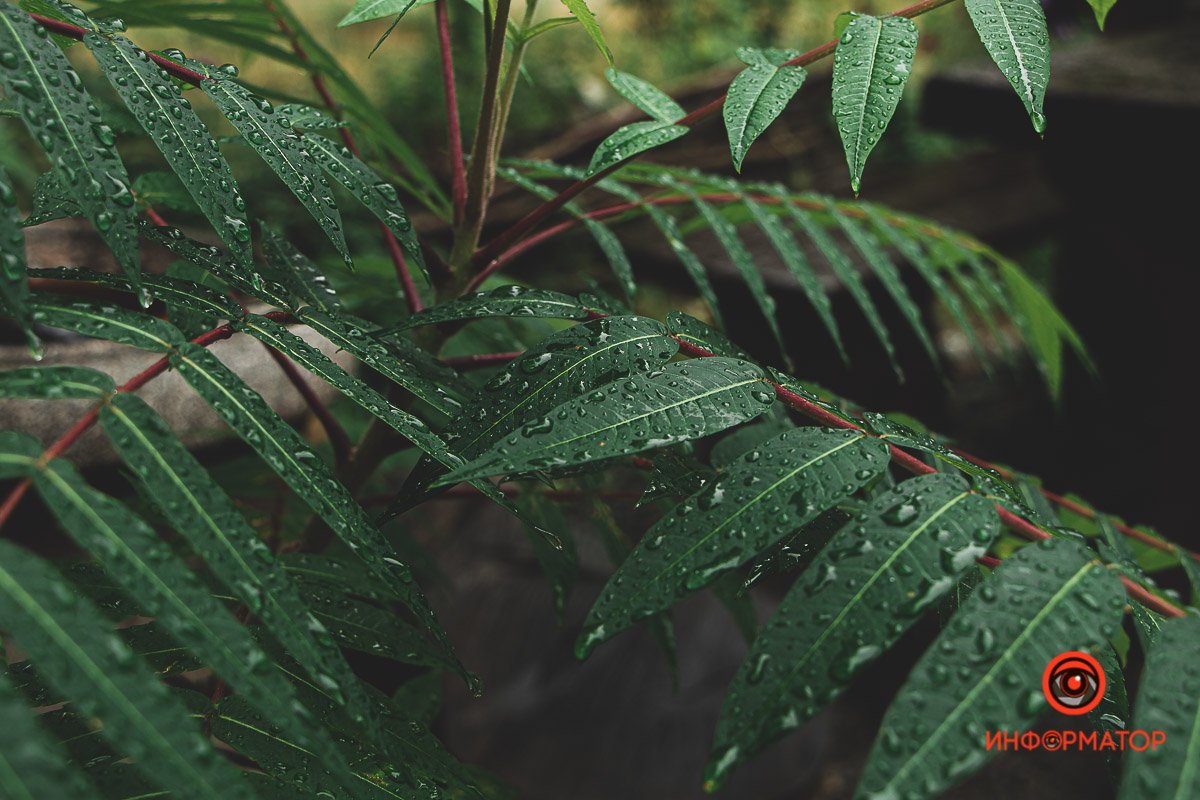 Ненужные игрушки, котики и кормушки: как выглядят старые дворики в Днепре 9