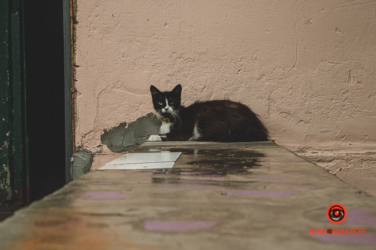 Ненужные игрушки, котики и кормушки: как выглядят старые дворики в Днепре 12