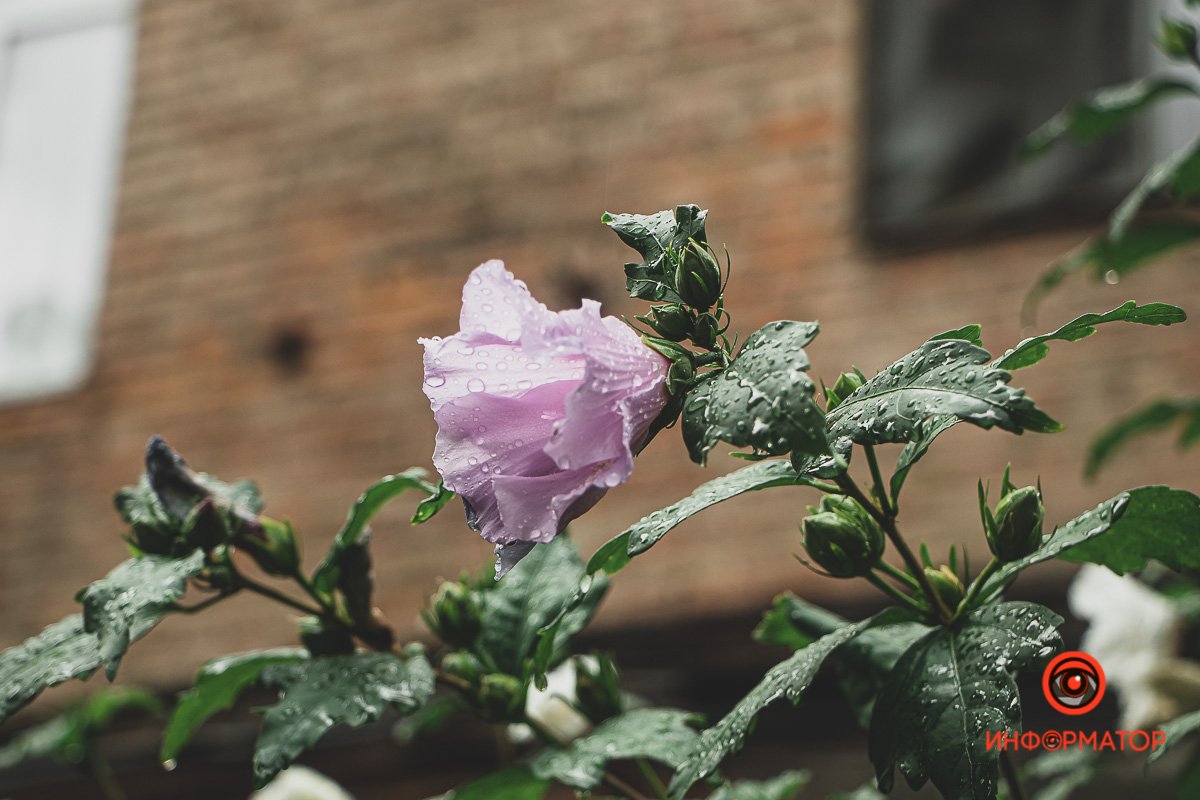 Ненужные игрушки, котики и кормушки: как выглядят старые дворики в Днепре 13