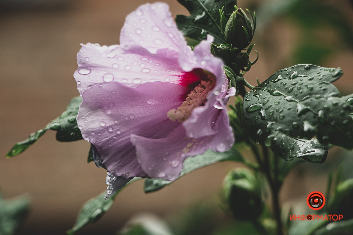 Ненужные игрушки, котики и кормушки: как выглядят старые дворики в Днепре 14