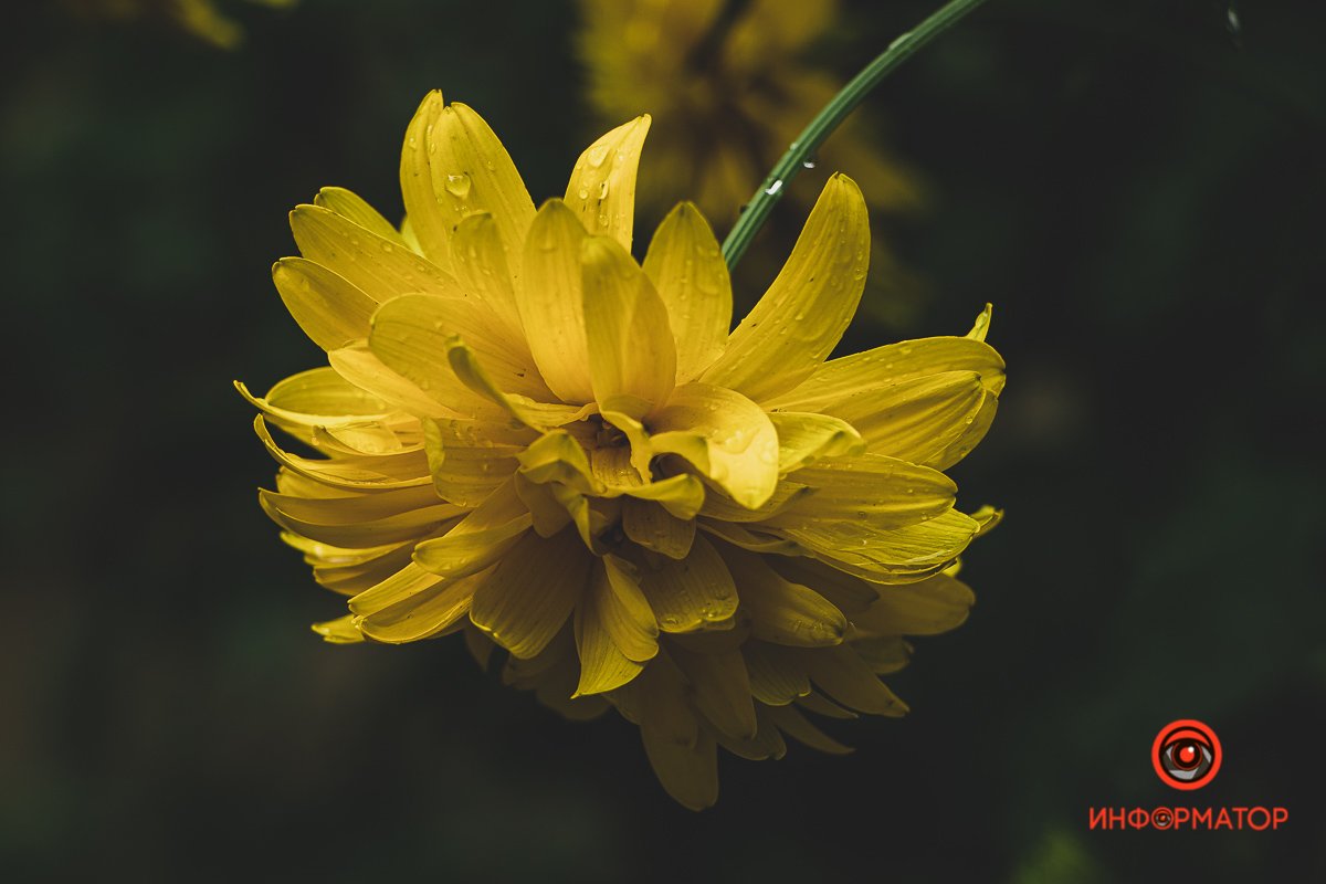 Ненужные игрушки, котики и кормушки: как выглядят старые дворики в Днепре 15