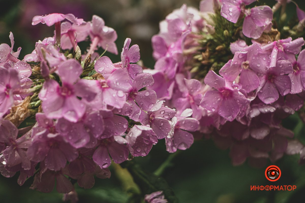 Ненужные игрушки, котики и кормушки: как выглядят старые дворики в Днепре 16