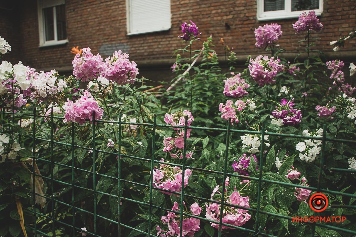 Ненужные игрушки, котики и кормушки: как выглядят старые дворики в Днепре 17