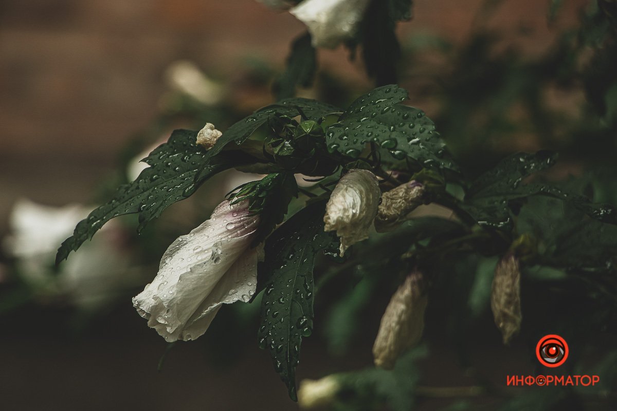 Ненужные игрушки, котики и кормушки: как выглядят старые дворики в Днепре 18